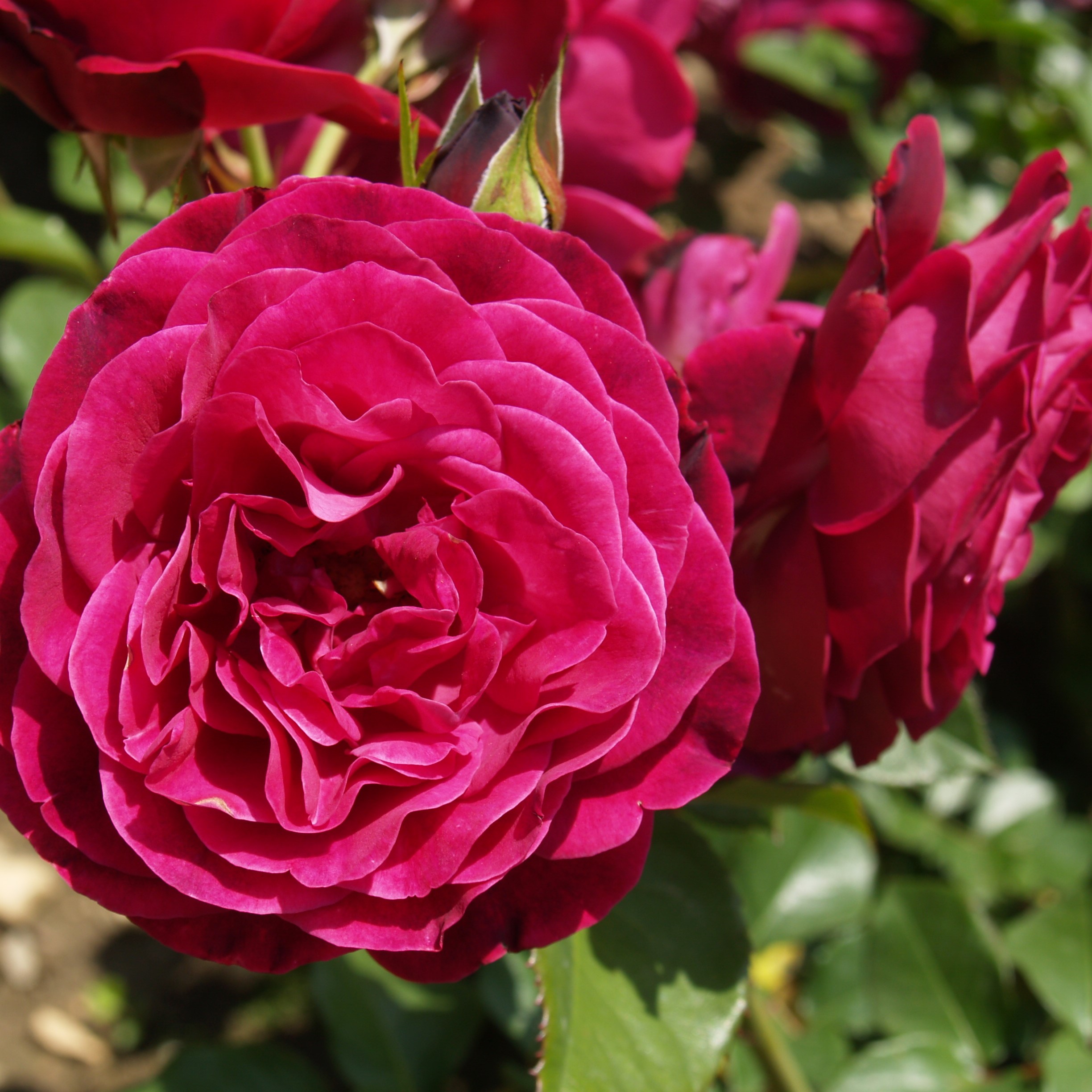 Роза флорибунда Домэн Дэ Сэн Жан Дэ Борэгар